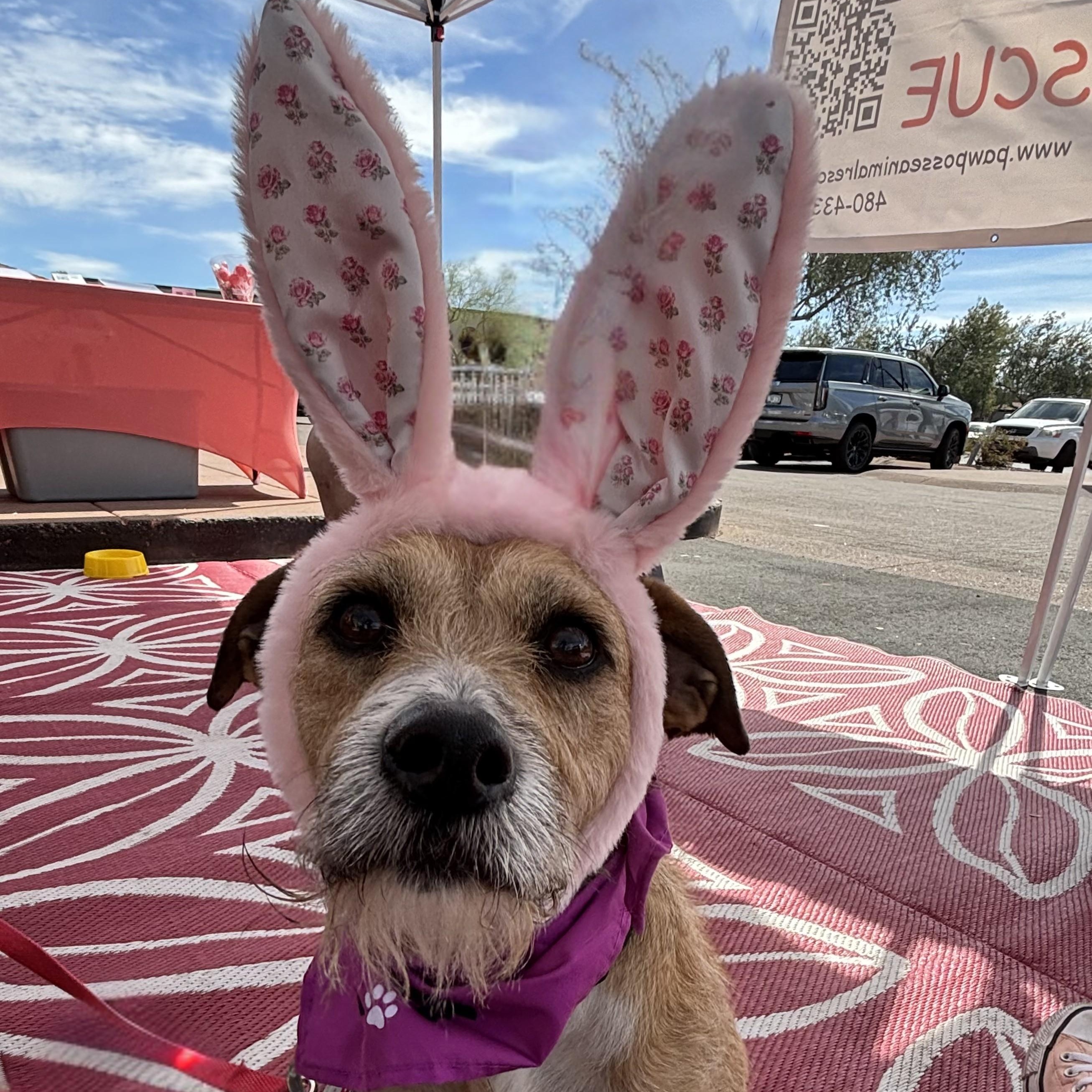 Hazel, Adoptable, Adult Female Border Terrier.