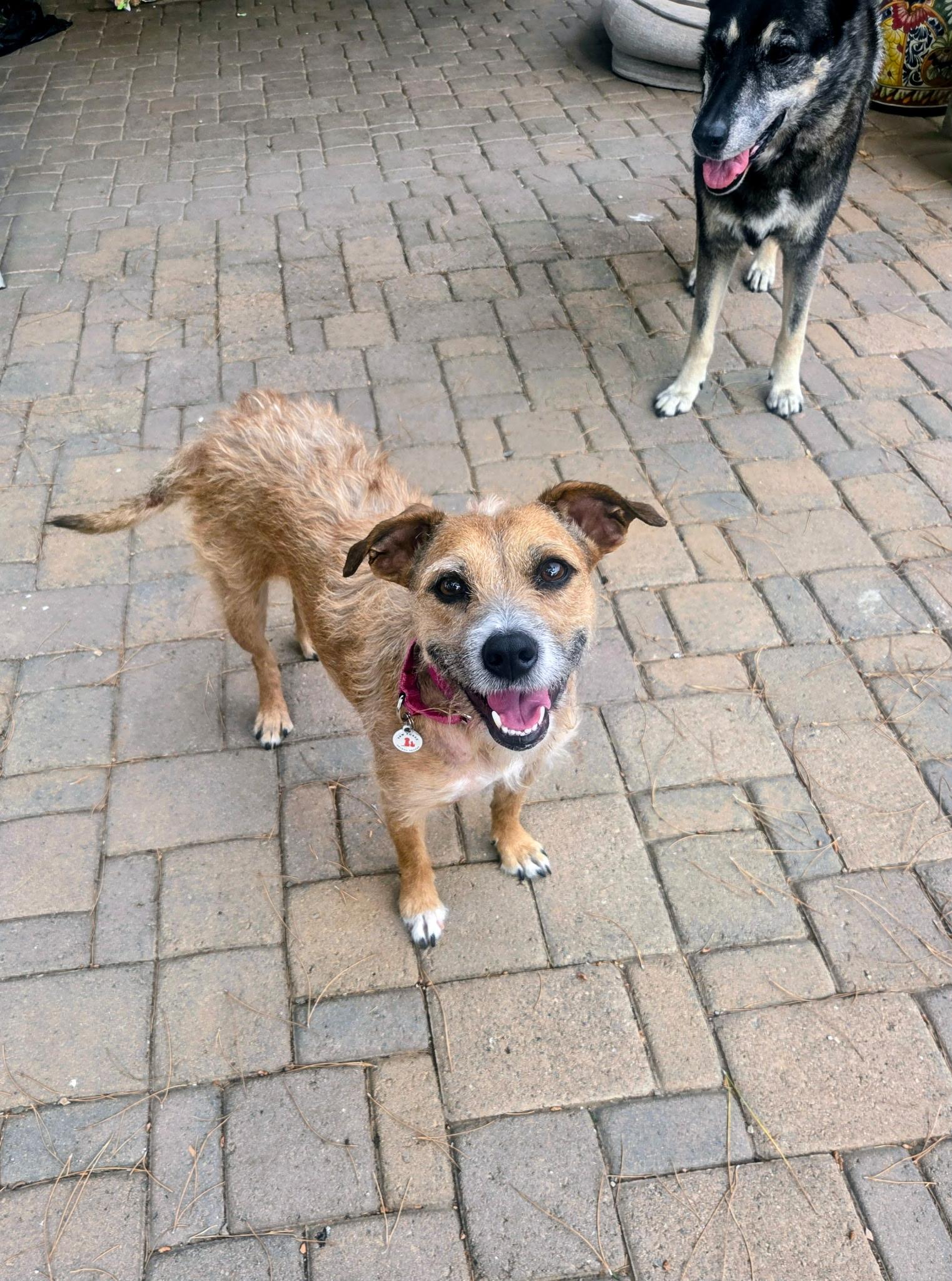 Hazel, a Adoptable mixed breed in Phoenix, AZ image 6/6