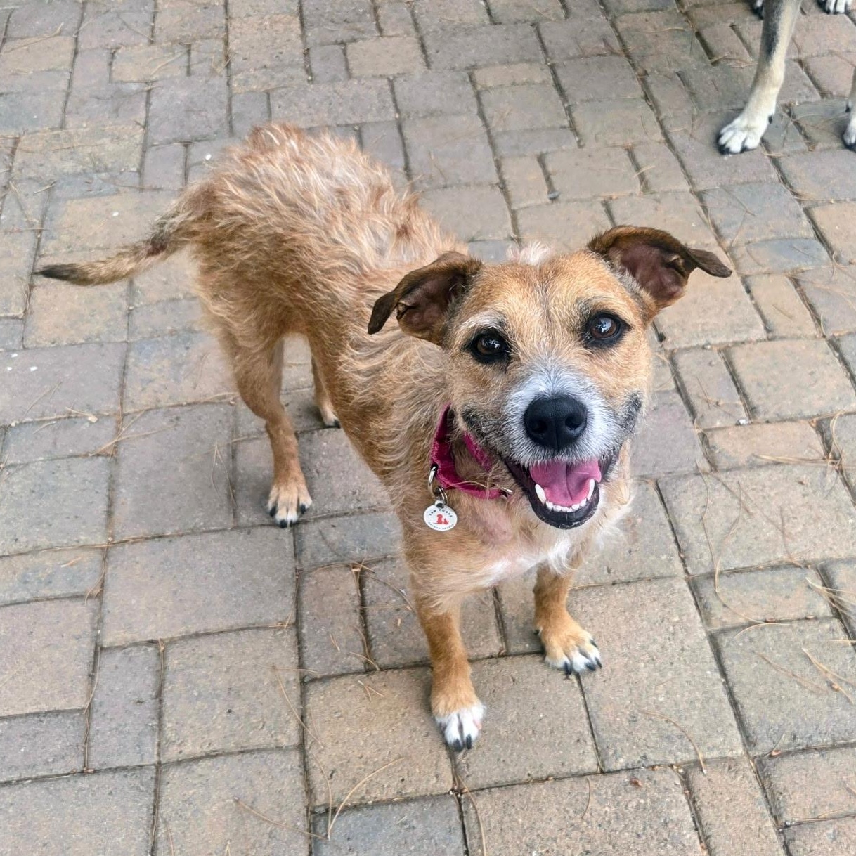 Enlarge Hazel, a Adoptable mixed breed in Phoenix, AZ image 6/6