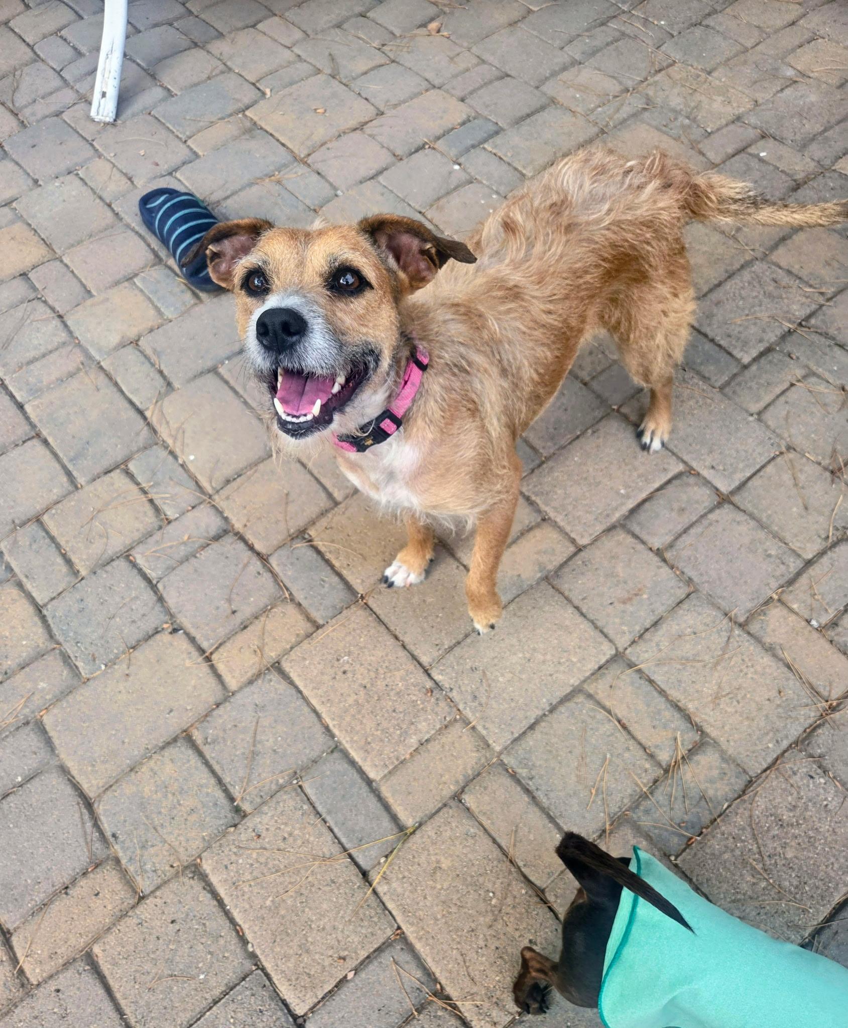 Hazel, Adoptable, Adult Female Border Terrier.