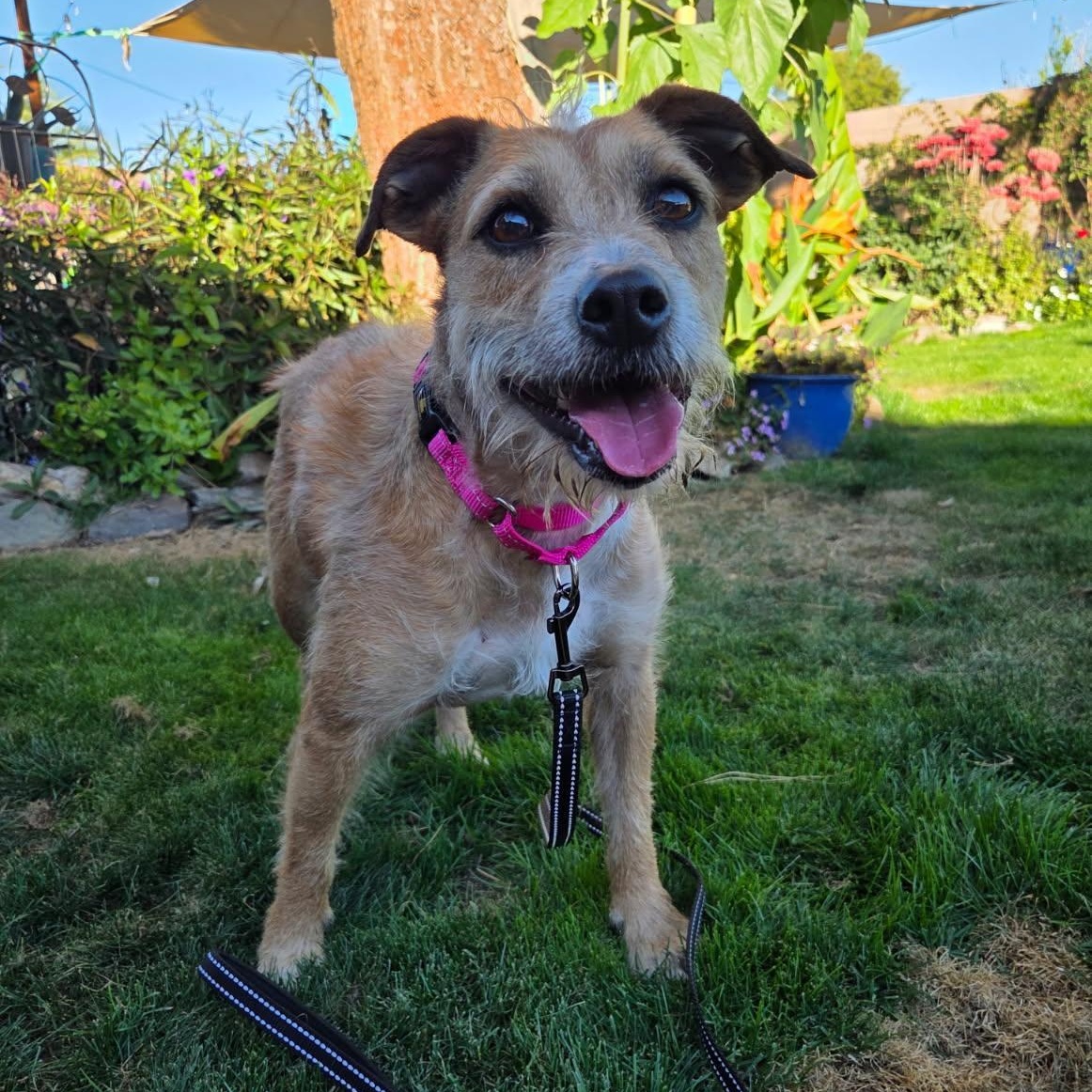 Hazel, Adoptable, Adult Female Border Terrier.