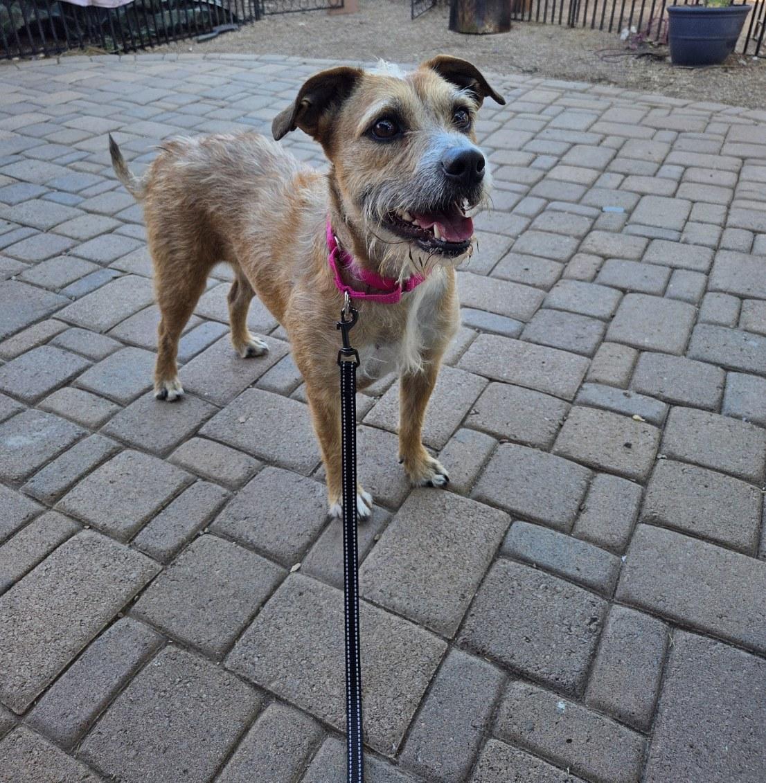 Enlarge Hazel, a Adoptable mixed breed in Phoenix, AZ image 3/5