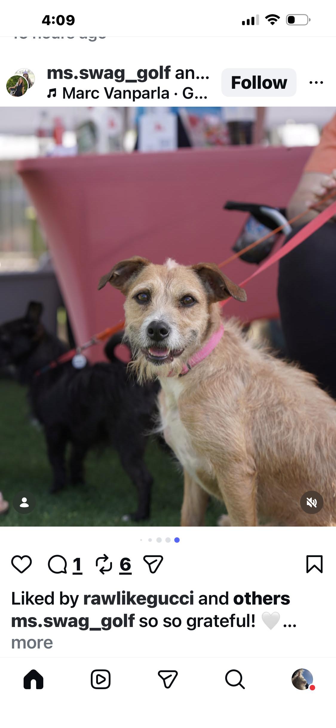 Enlarge Hazel, a Adoptable mixed breed in Phoenix, AZ image 5/5