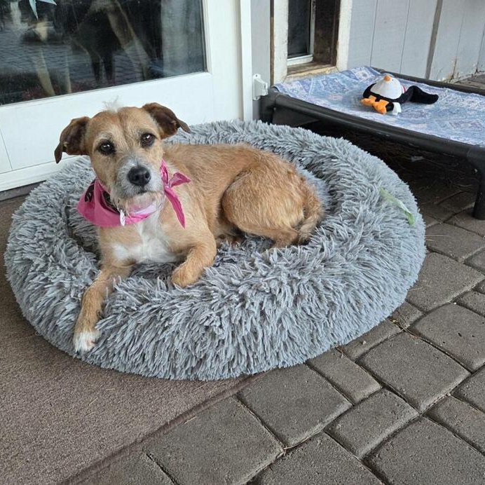 Enlarge Hazel, a Adoptable mixed breed in Phoenix, AZ image 4/5