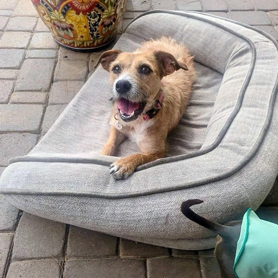 Enlarge Hazel, a Adoptable mixed breed in Phoenix, AZ image 5/6