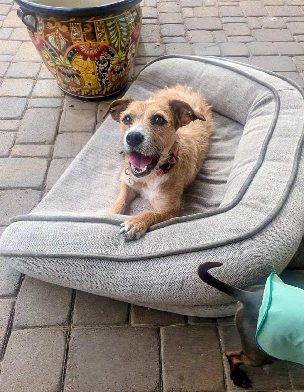 Hazel, a Adoptable mixed breed in Phoenix, AZ image 5/6