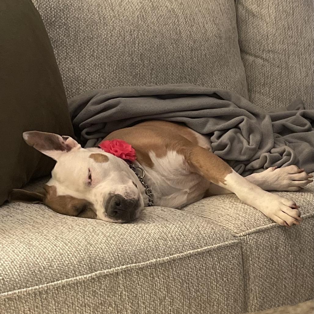 Gracie Lou, a Adoptable American Staffordshire Terrier in Monroe, MI image 1/6