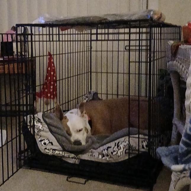 Gracie Lou, a Adoptable American Staffordshire Terrier in Monroe, MI image 2/6