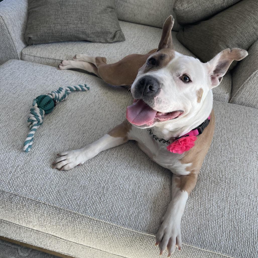 Gracie Lou, a Adoptable American Staffordshire Terrier in Monroe, MI image 3/6