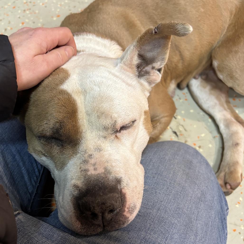 Gracie Lou, a Adoptable American Staffordshire Terrier in Monroe, MI image 4/6