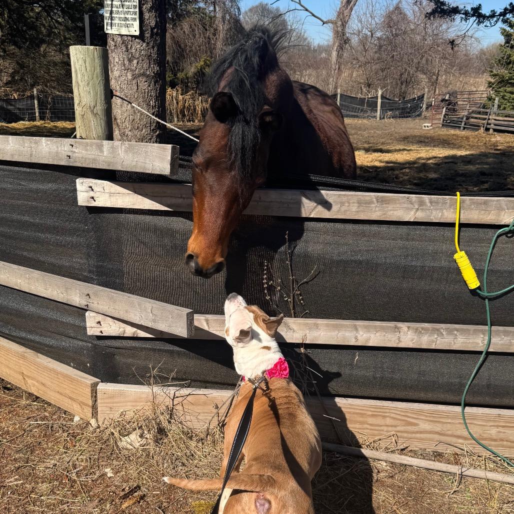 Gracie Lou, a Adoptable American Staffordshire Terrier in Monroe, MI image 5/6