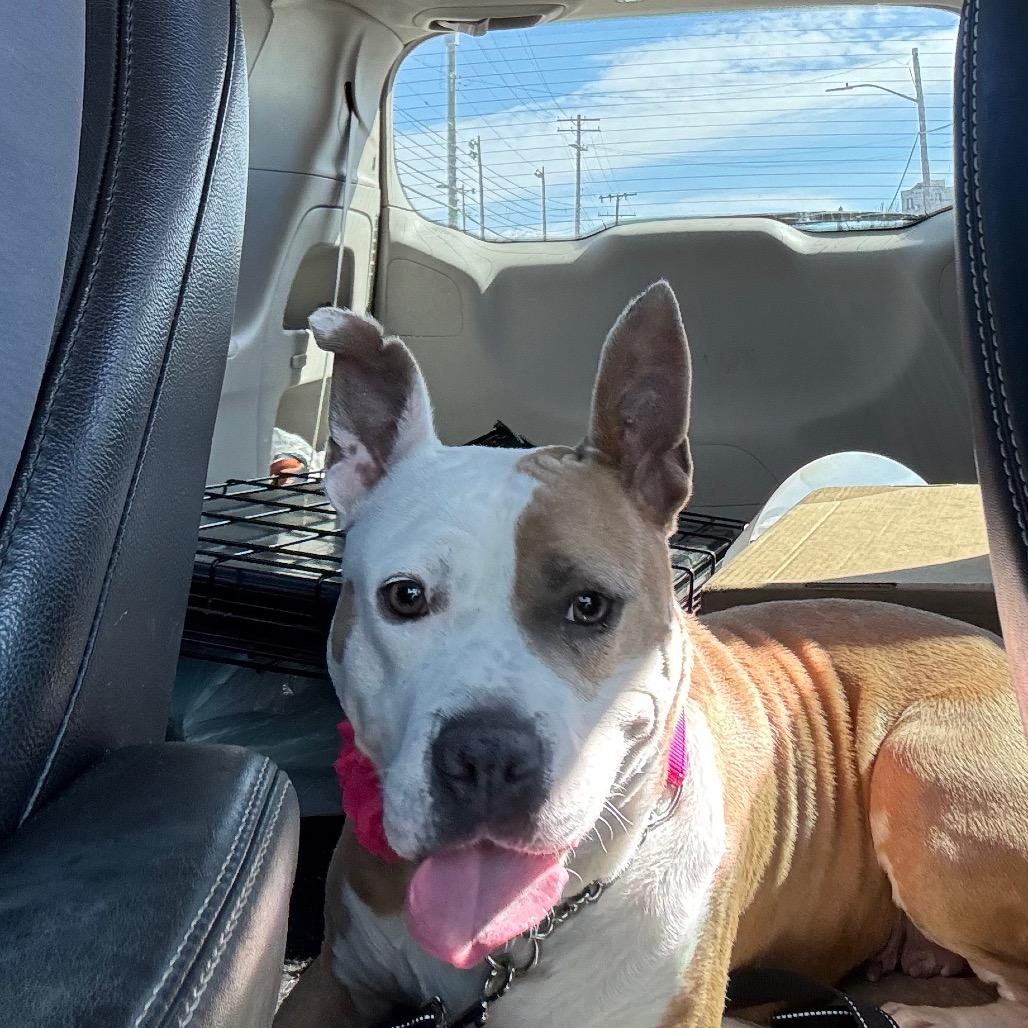 Gracie Lou, a Adoptable American Staffordshire Terrier in Monroe, MI image 6/6