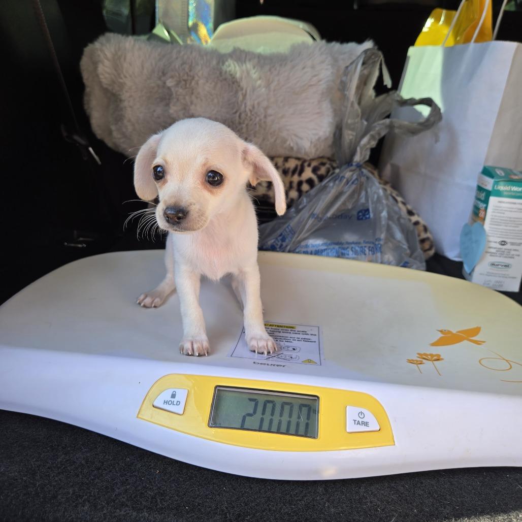 Enlarge Skittles, a Adoptable mixed breed in Montgomery, TX image 1/1