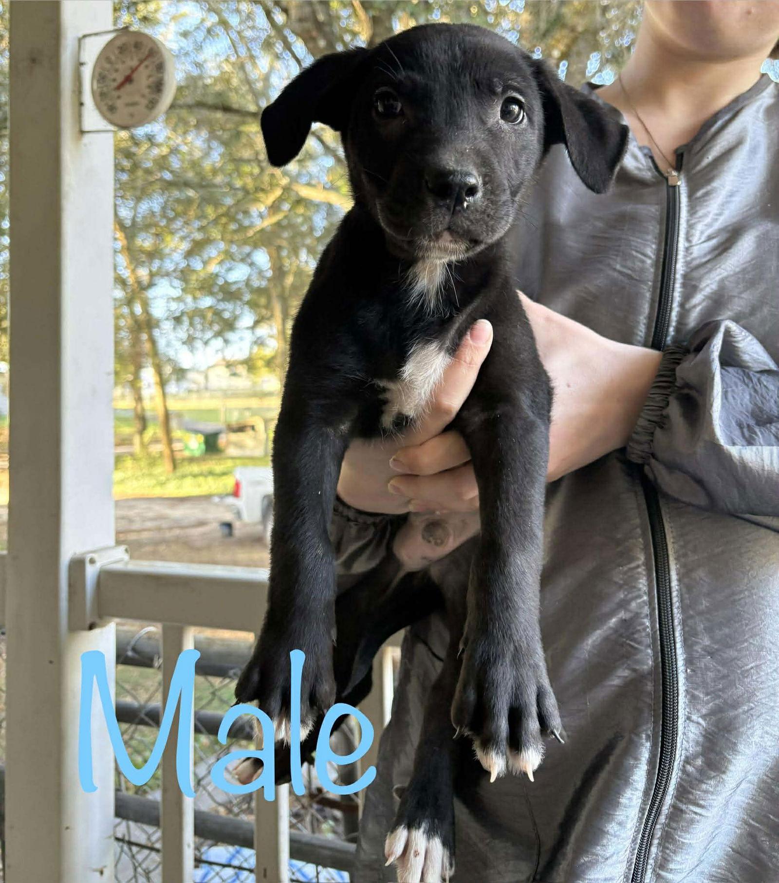 Kat's Porch Pups males, a Adoptable Shepherd in Brooksville, FL image 1/2