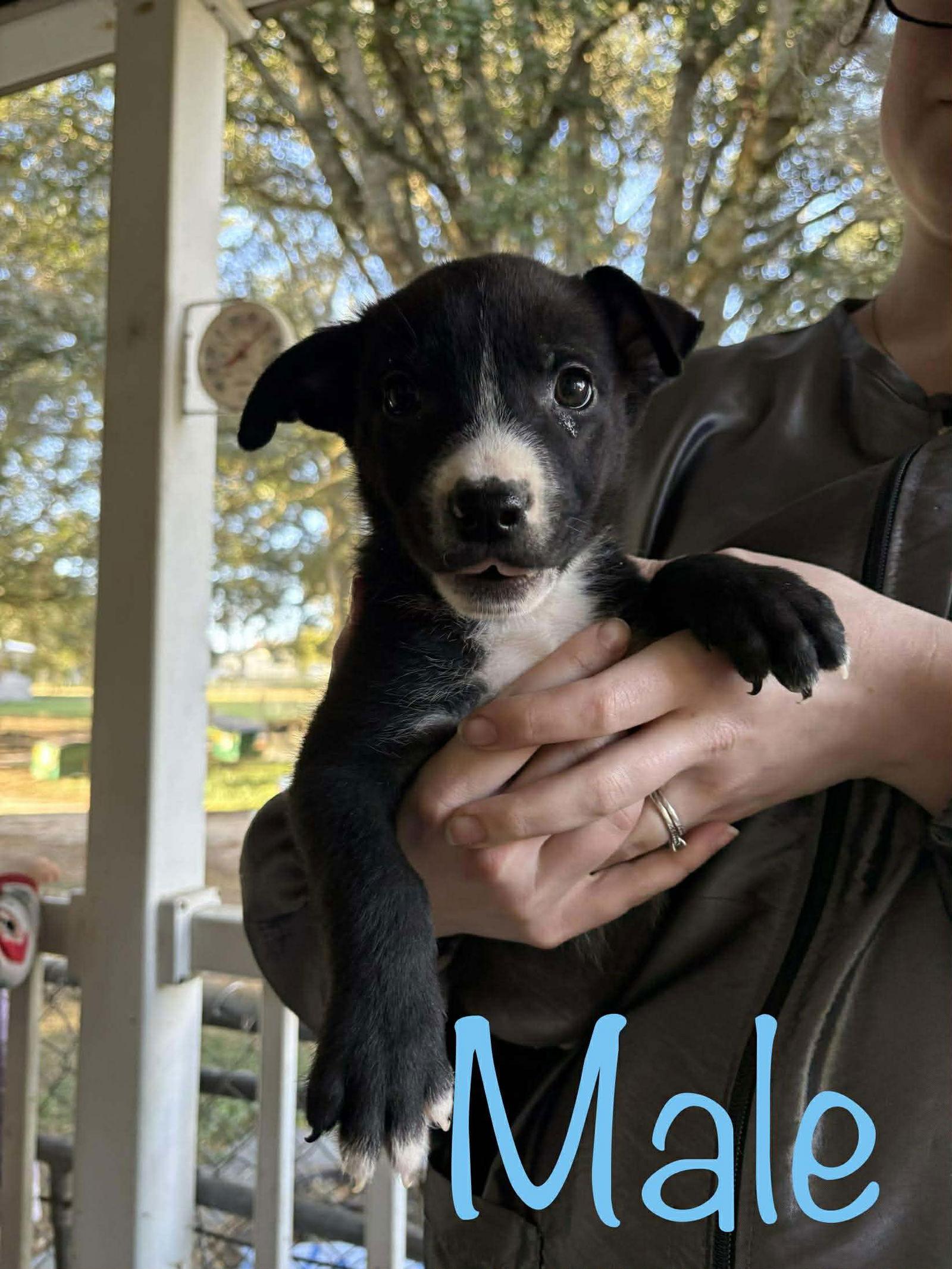 Kat's Porch Pups males, a Adoptable Shepherd in Brooksville, FL image 2/2