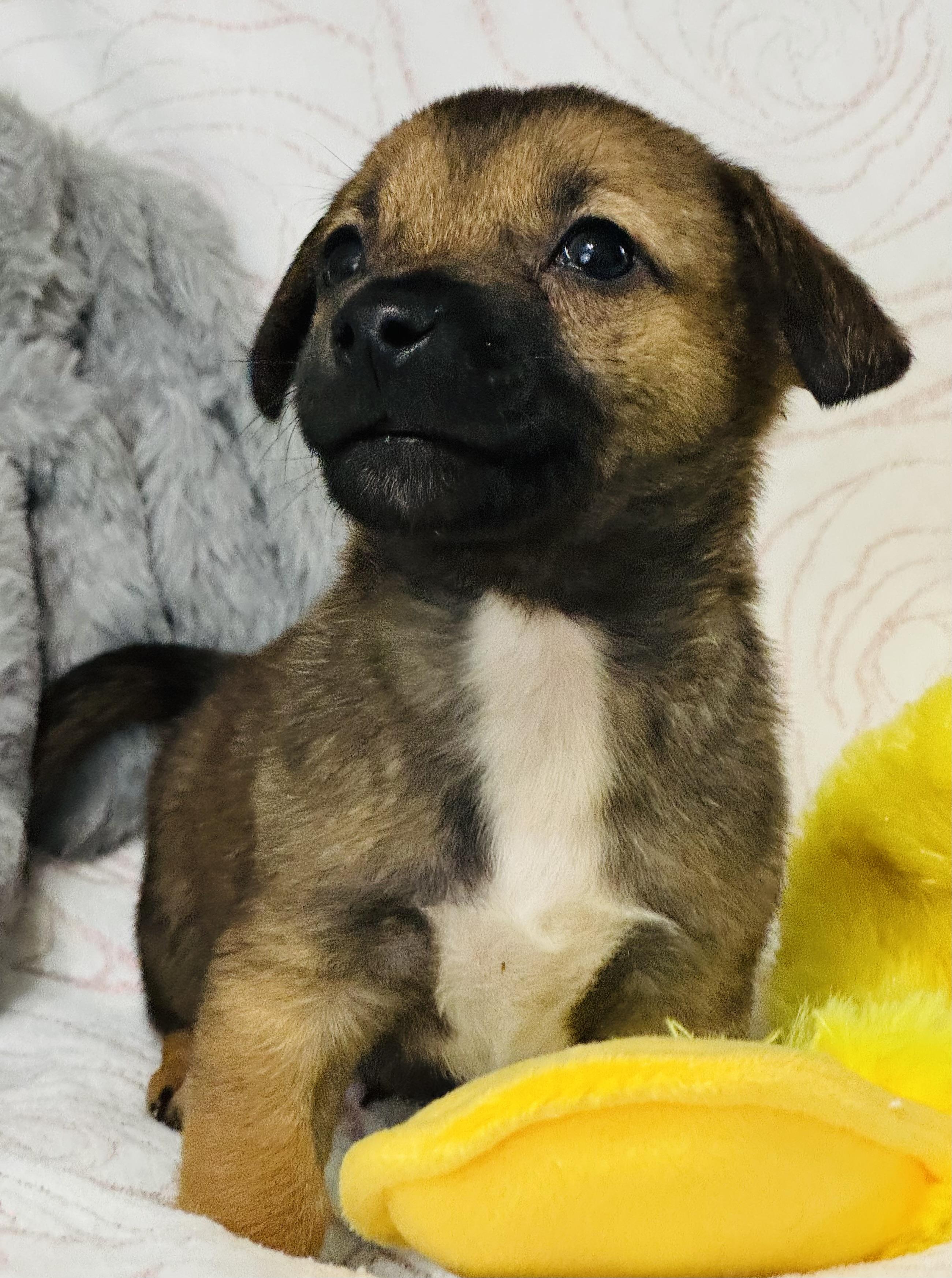 Conner, an adopted mixed breed in Nahunta, GA image 1/6