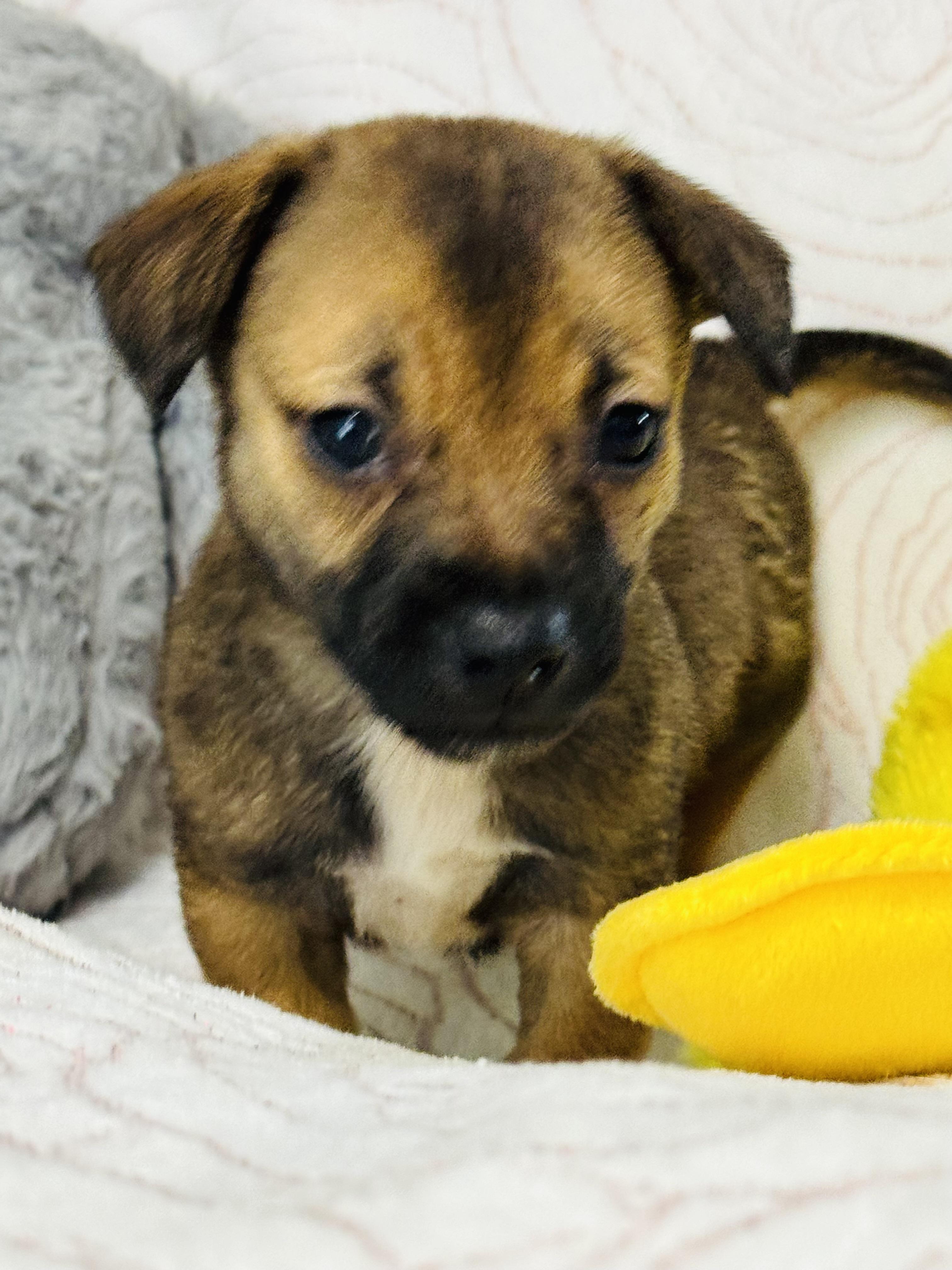 Conner, an adopted mixed breed in Nahunta, GA image 3/6