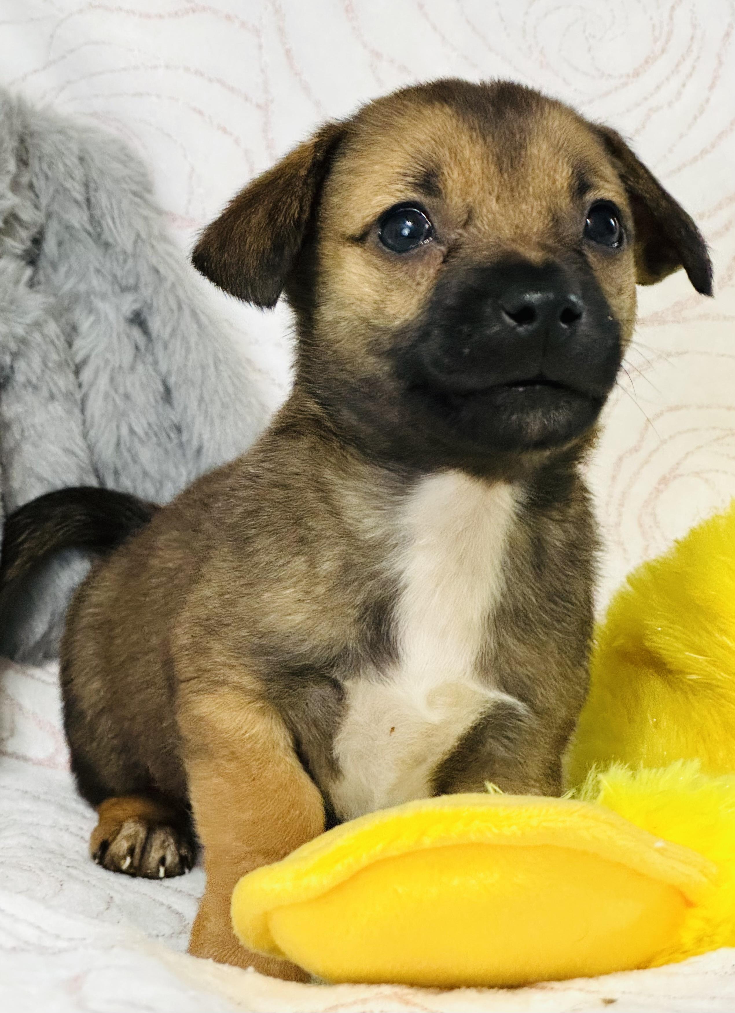 Conner, an adopted mixed breed in Nahunta, GA image 4/6