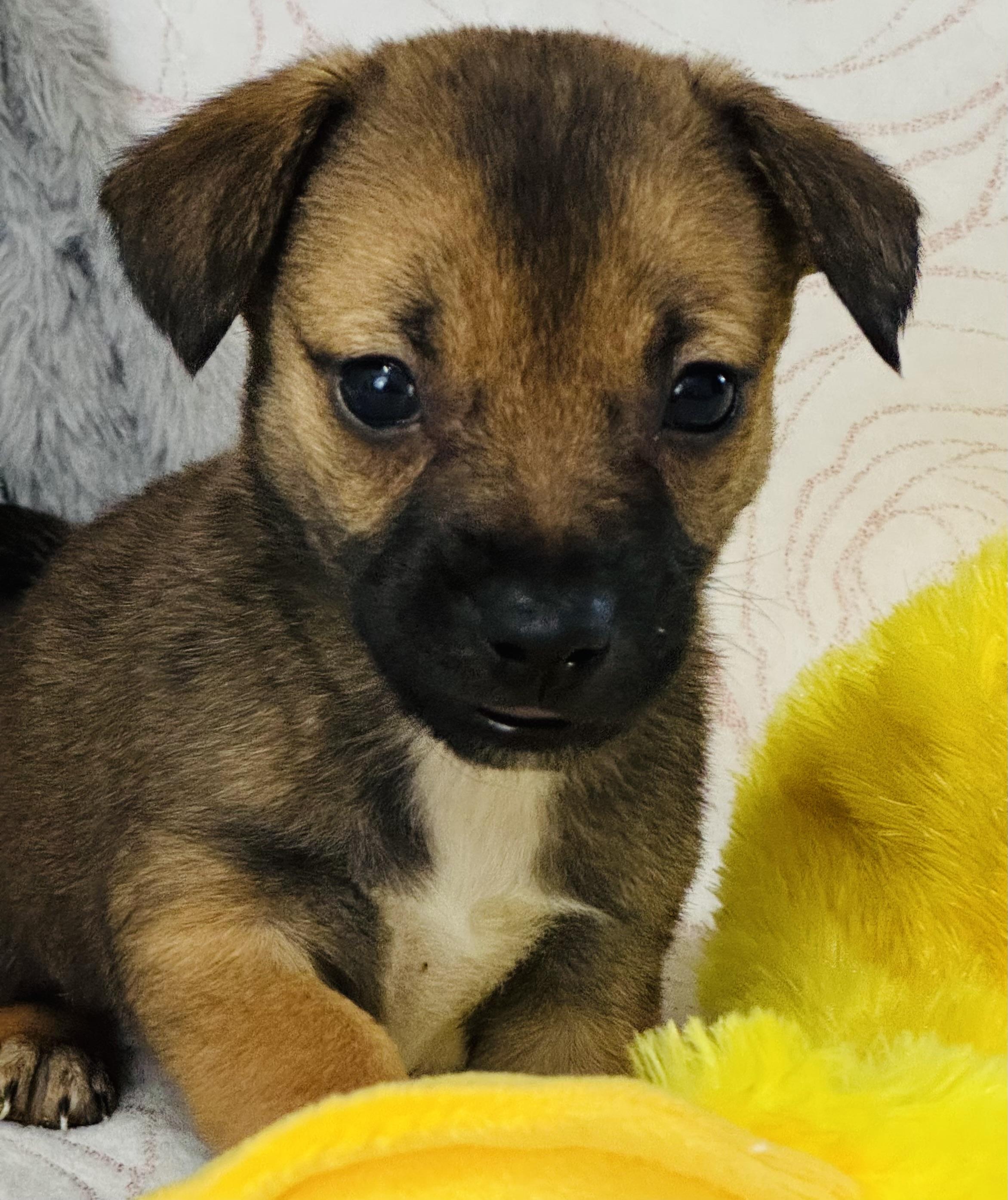 Conner, an adopted mixed breed in Nahunta, GA image 5/6