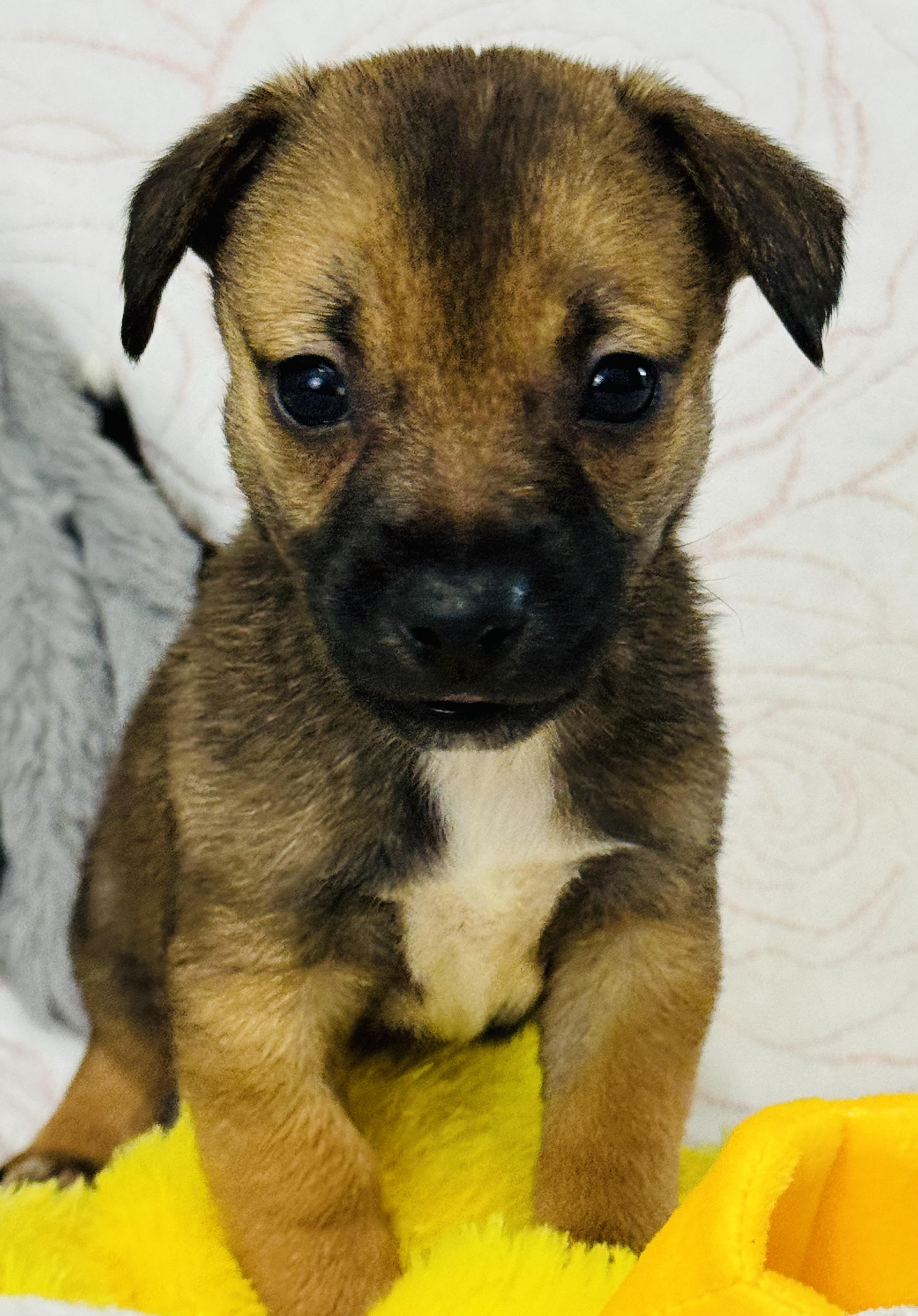 Conner, an adopted mixed breed in Nahunta, GA image 2/6