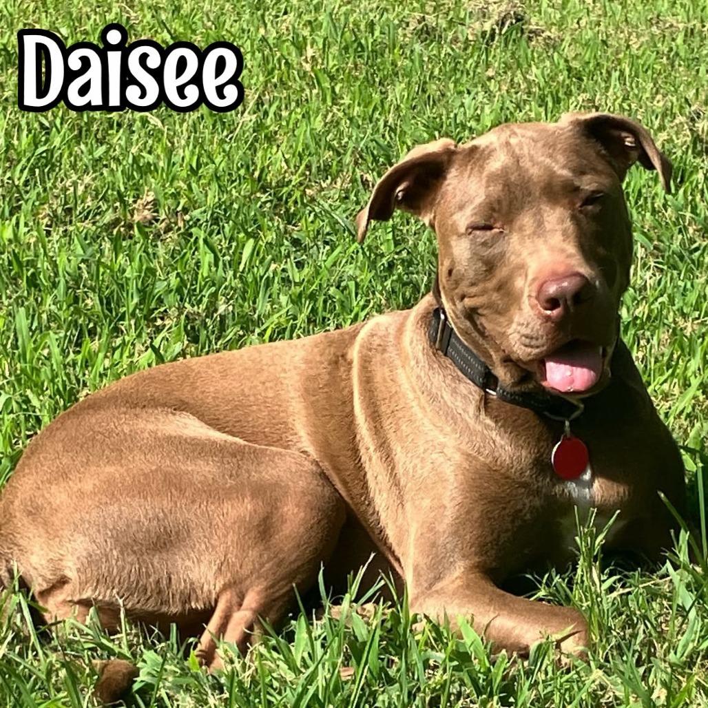 Daisy, Adoptable, Young Female Pit Bull Terrier & Mixed Breed.