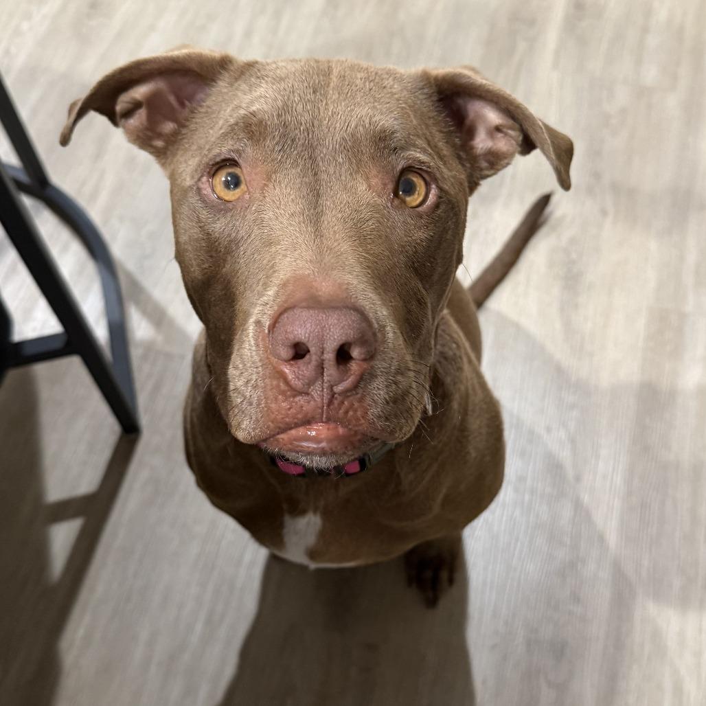 Enlarge Daisy, a Adoptable mixed breed in Alma, WI image 2/6