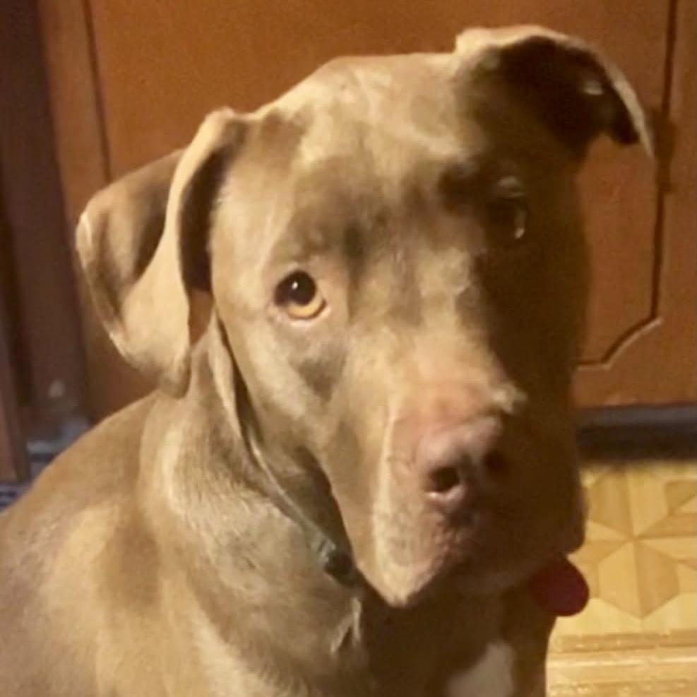 Enlarge Daisy, a Adoptable mixed breed in Alma, WI image 3/6