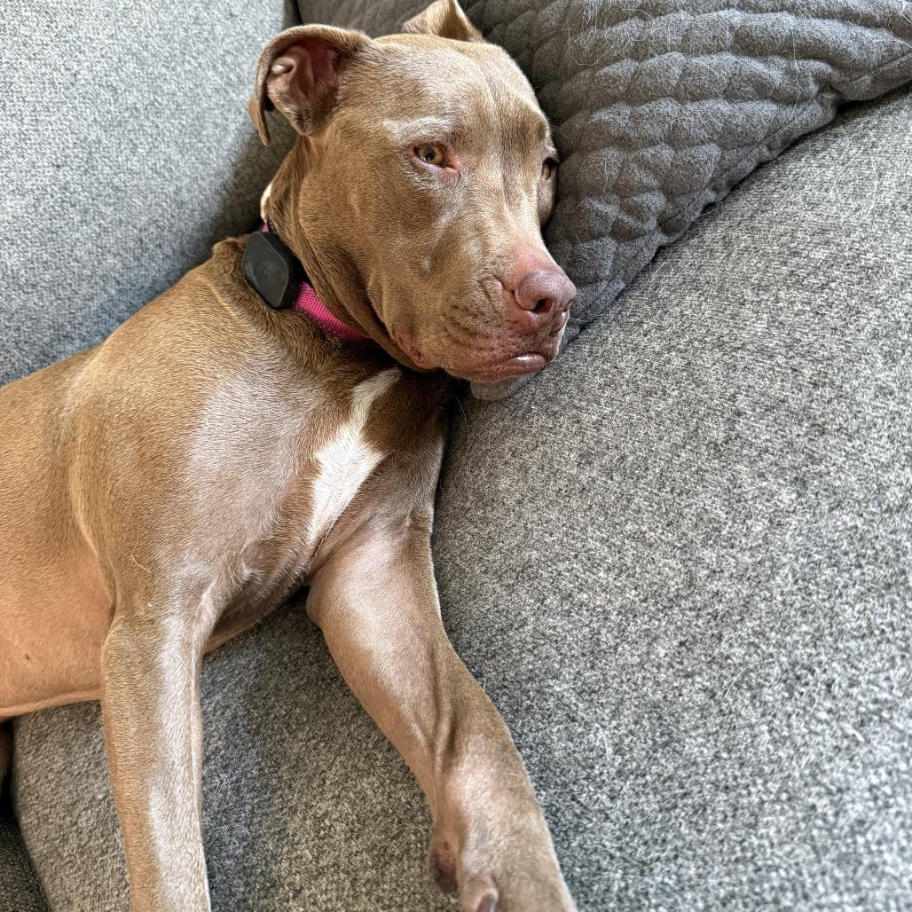 Enlarge Daisy, a Adoptable mixed breed in Alma, WI image 4/6