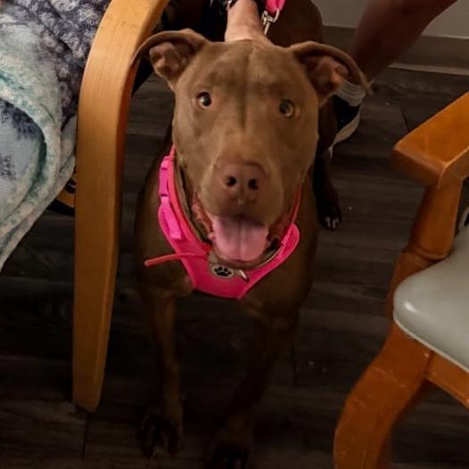 Enlarge Daisy, a Adoptable mixed breed in Alma, WI image 5/6