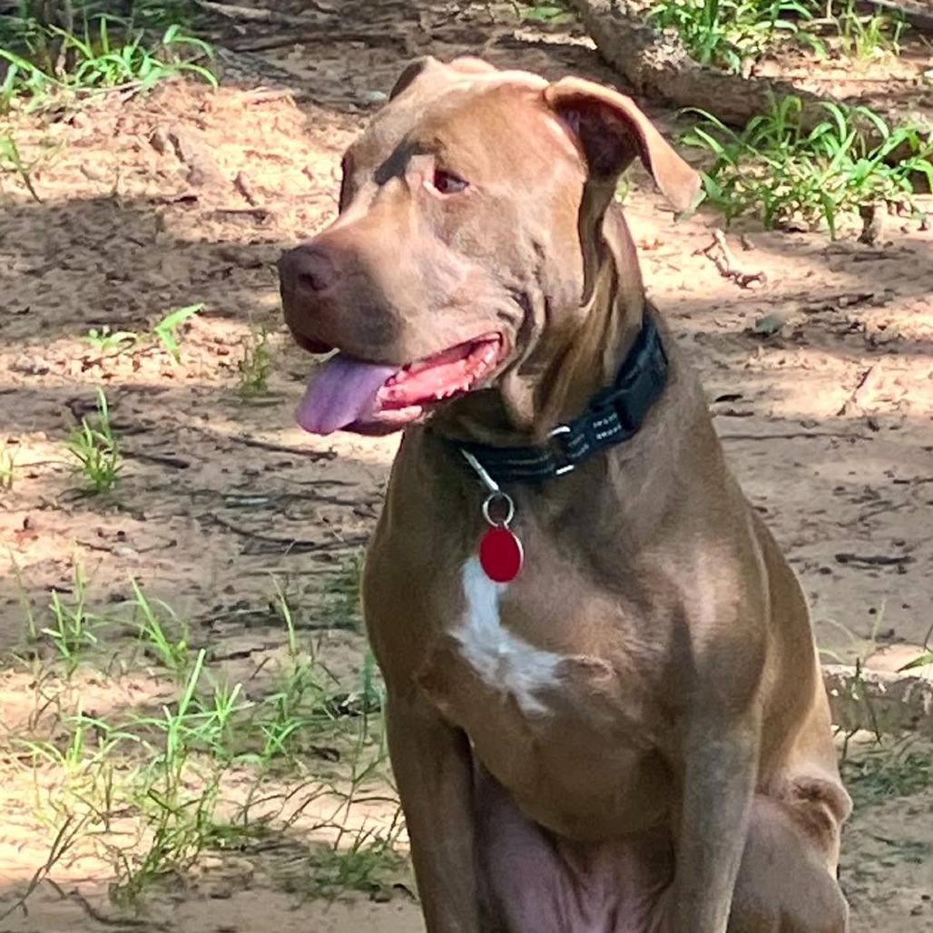 Enlarge Daisy, a Adoptable mixed breed in Alma, WI image 6/6