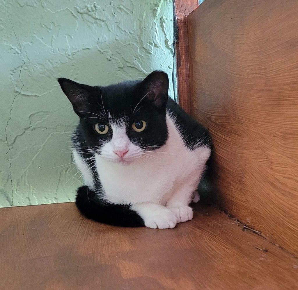 Melanie, ADOPTABLE, Young Female Domestic Short Hair.