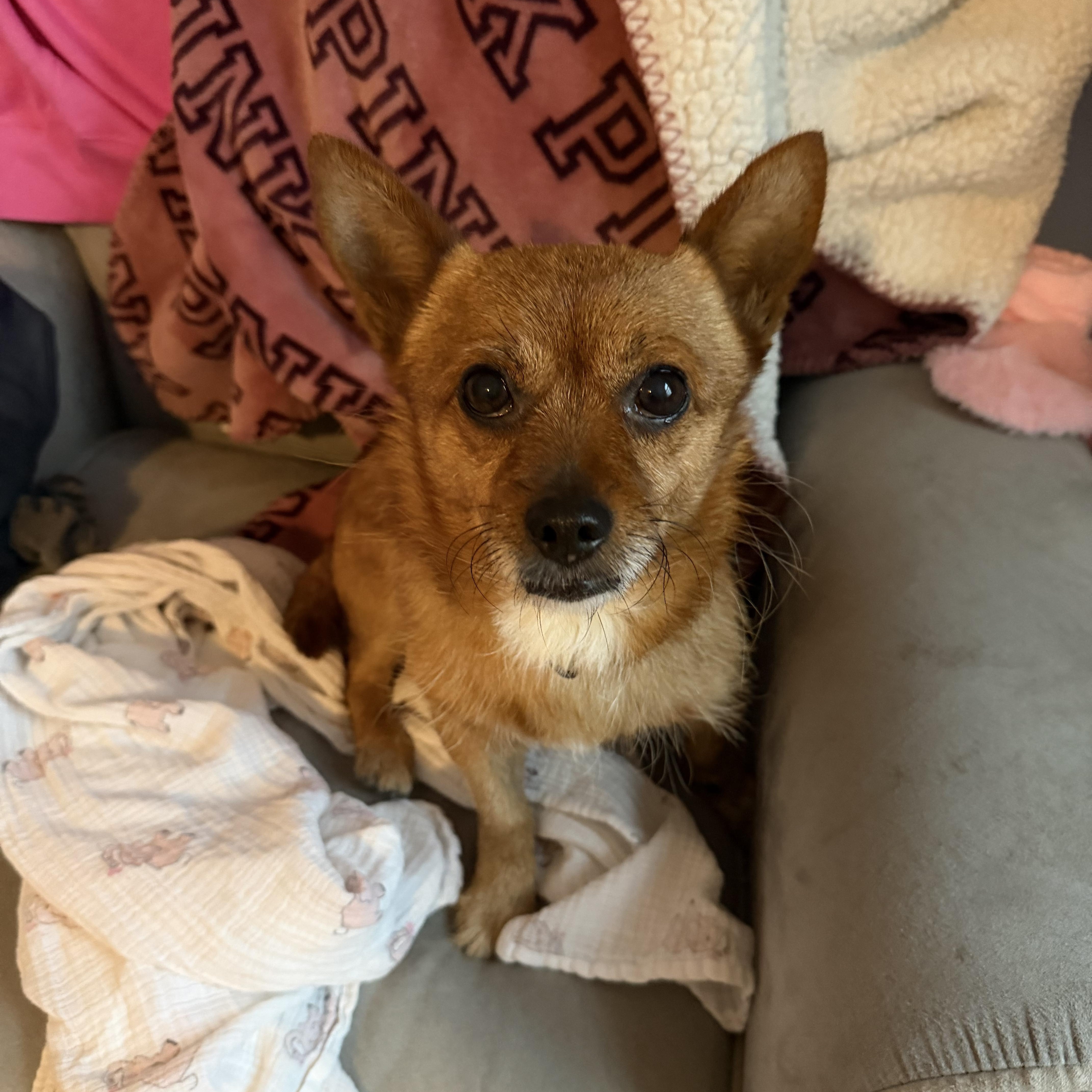 Enlarge Mac-n-Cheese, an adoption pending mixed breed in Unionville, CT image 3/4