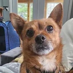 Mac-n-Cheese, ADOPTABLE, Adult Male Chihuahua.