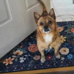 Enlarge Mac-n-Cheese, an adoption pending mixed breed in Unionville, CT image 2/4