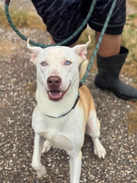 Forrest, Adoptable, Adult Male Husky & Pit Bull Terrier.
