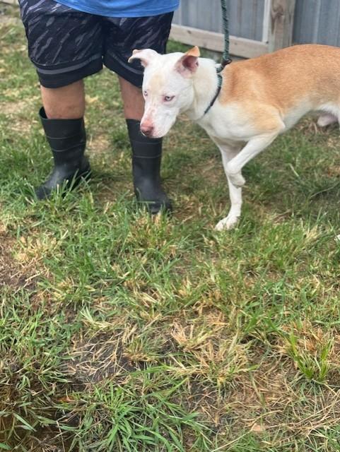 Forrest, a Adoptable mixed breed in Clinton, CT image 5/5
