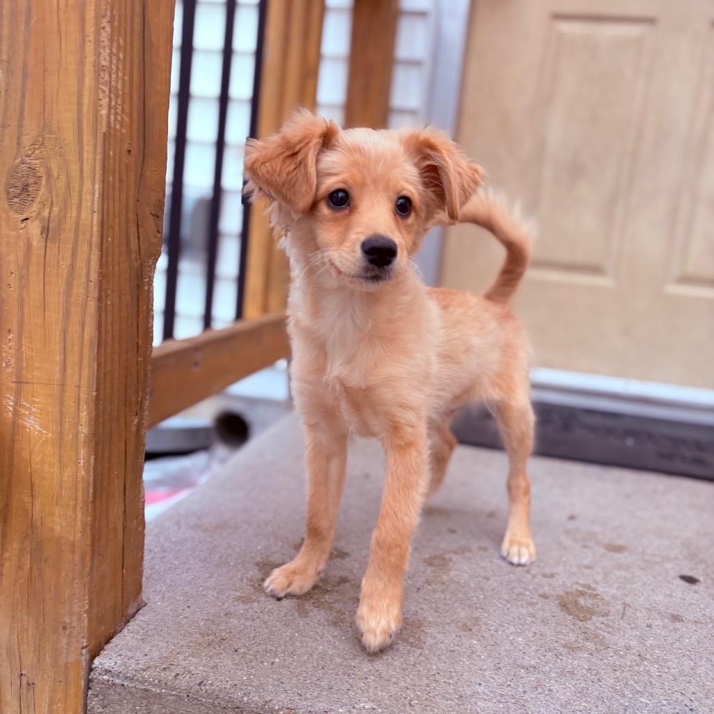 Enlarge Balto , an adoptable mixed breed in Fenton, MI image 2/3