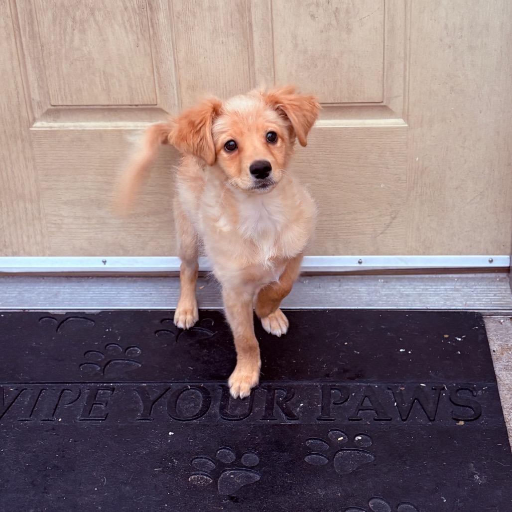 Enlarge Balto , an adoptable mixed breed in Fenton, MI image 3/3