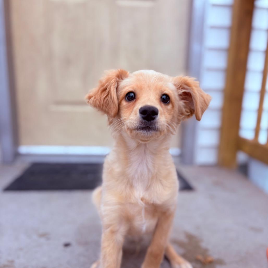 Balto , adoptable, Puppy Male Chihuahua & Mixed Breed.