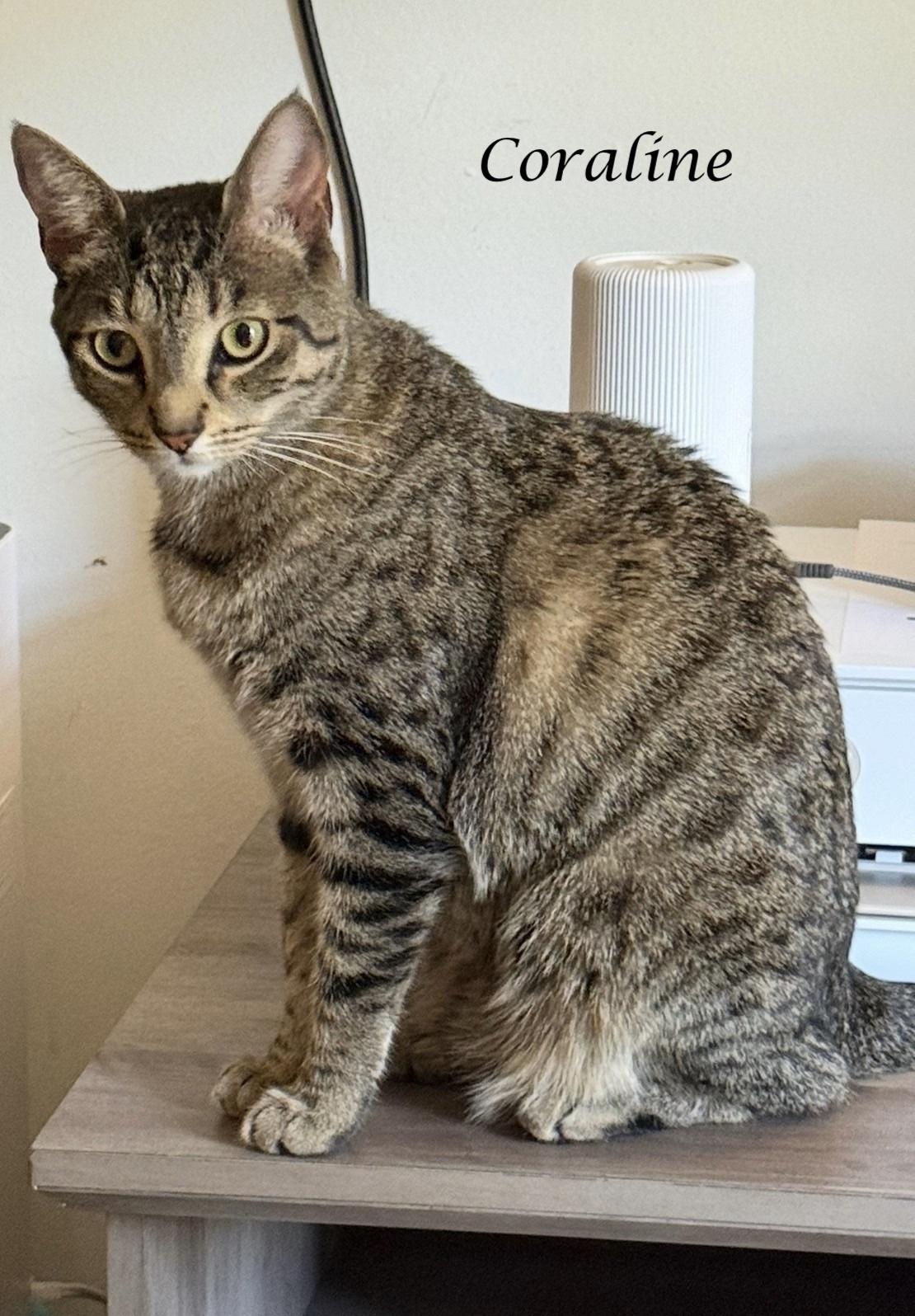 Enlarge CORALINE, a ADOPTABLE Tabby in Monrovia, CA image 2/6