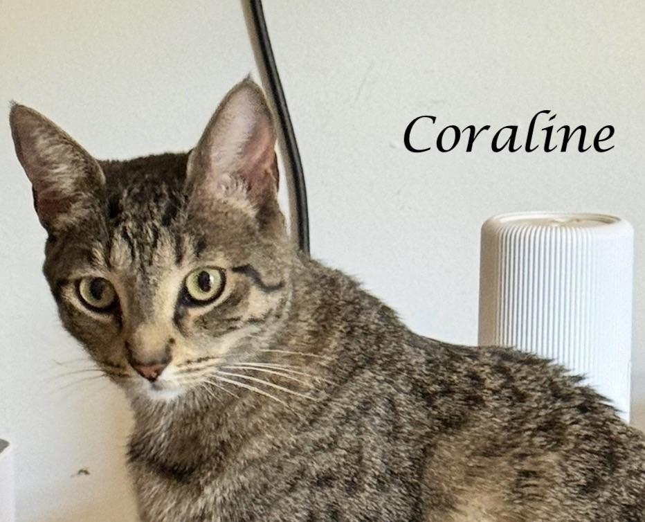 Enlarge CORALINE, a ADOPTABLE Tabby in Monrovia, CA image 1/6