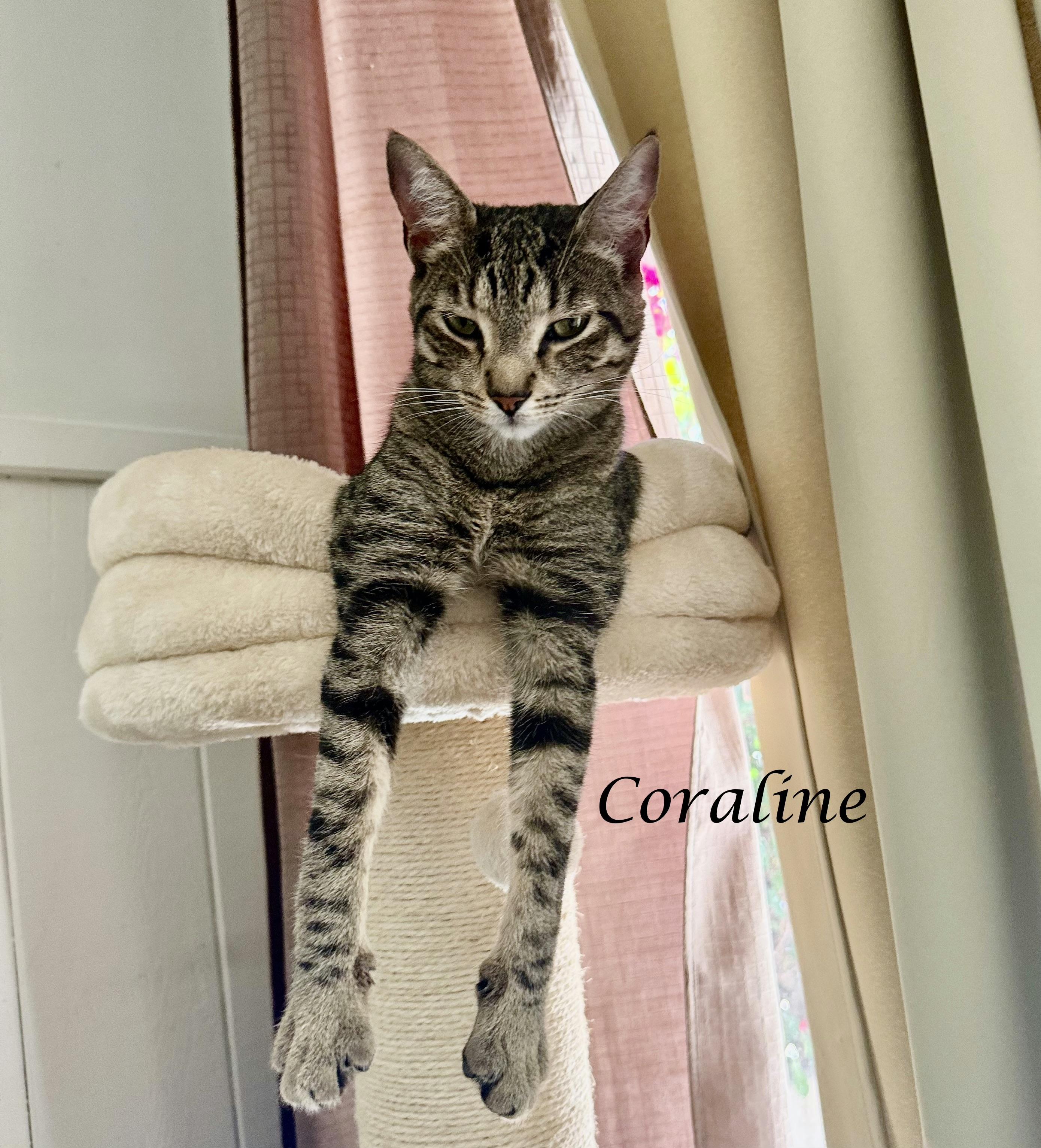 Enlarge CORALINE, a ADOPTABLE Tabby in Monrovia, CA image 4/6