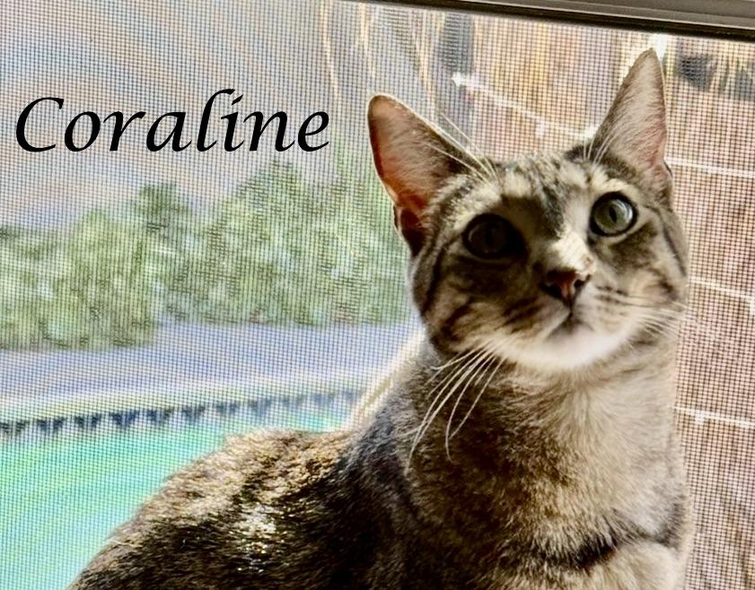 Enlarge CORALINE, a ADOPTABLE Tabby in Monrovia, CA image 3/6