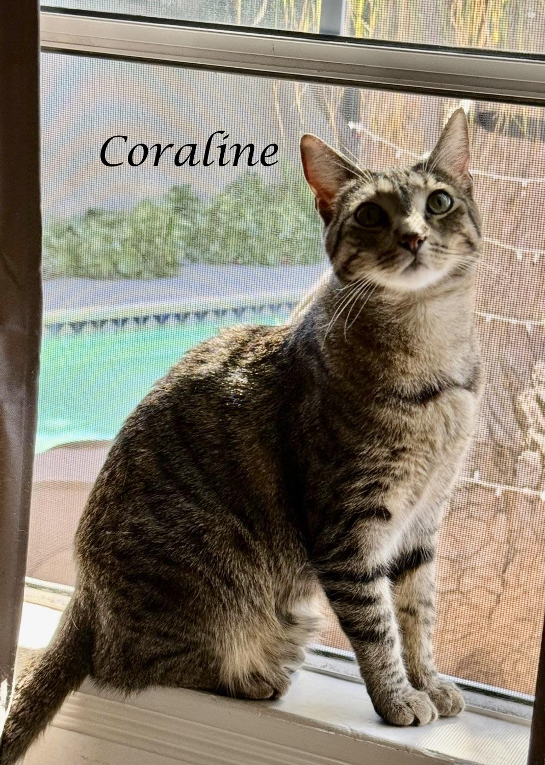 Enlarge CORALINE, a ADOPTABLE Tabby in Monrovia, CA image 5/6