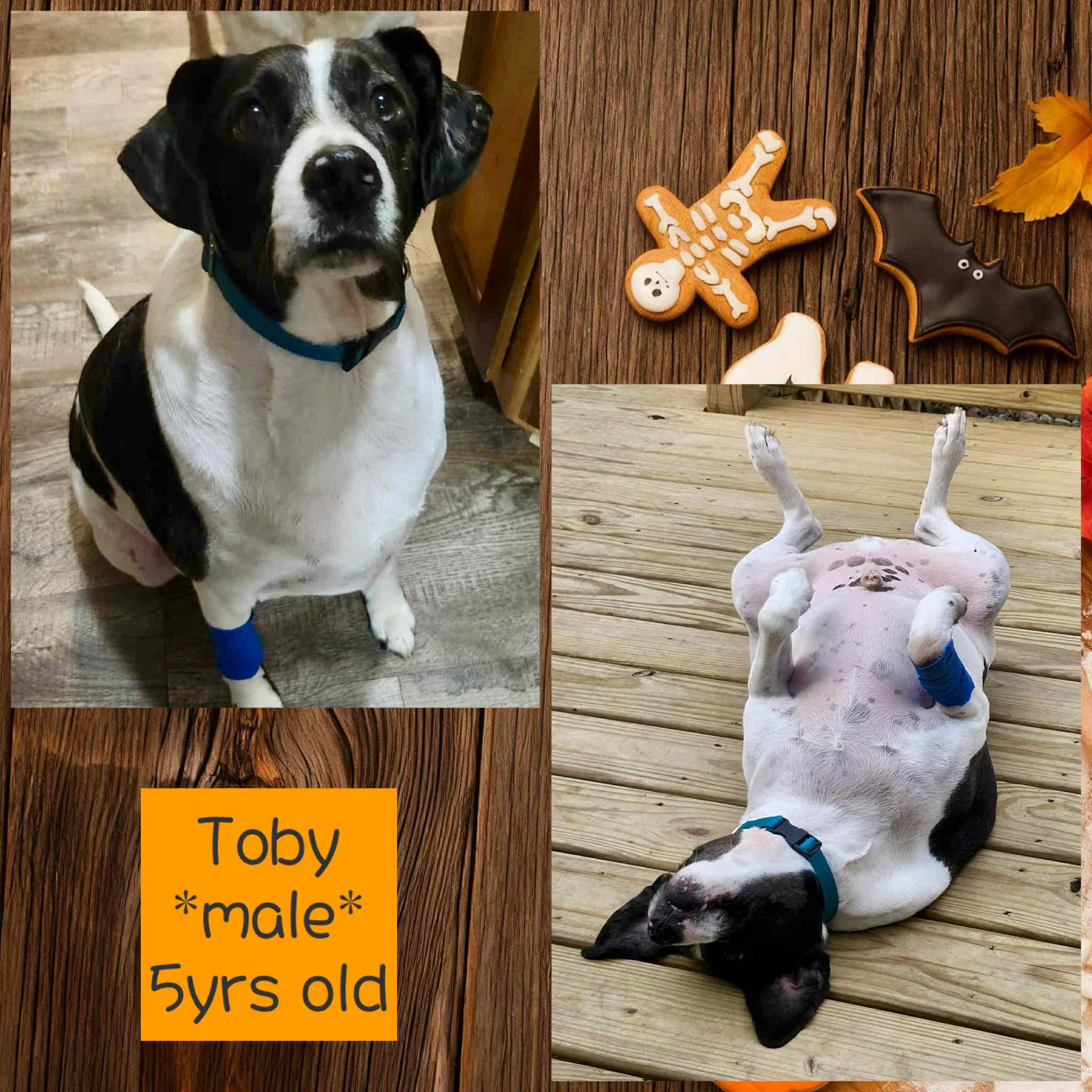Toby