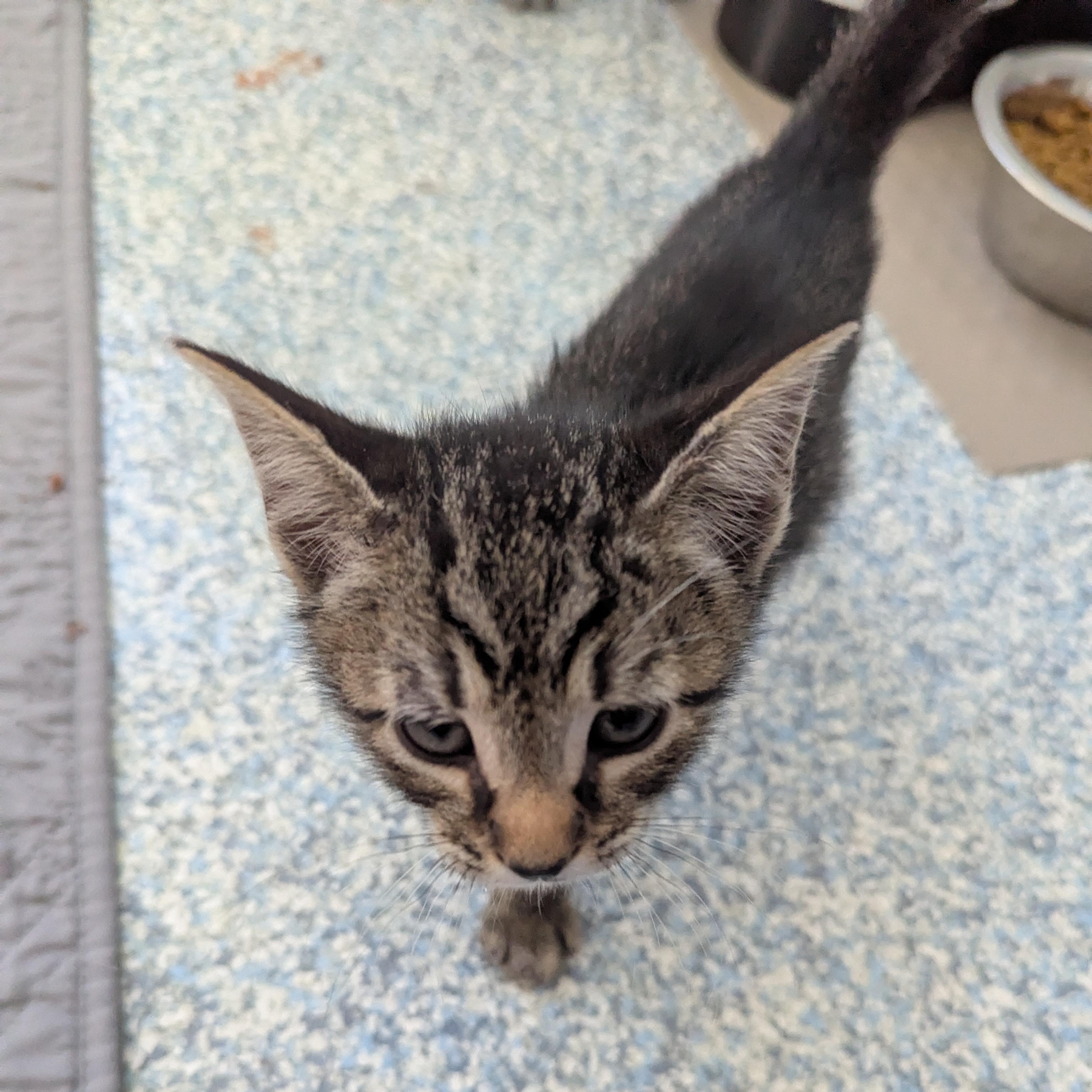 Bronze, an adoptable Domestic Short Hair in Stafford, VA image 2/4
