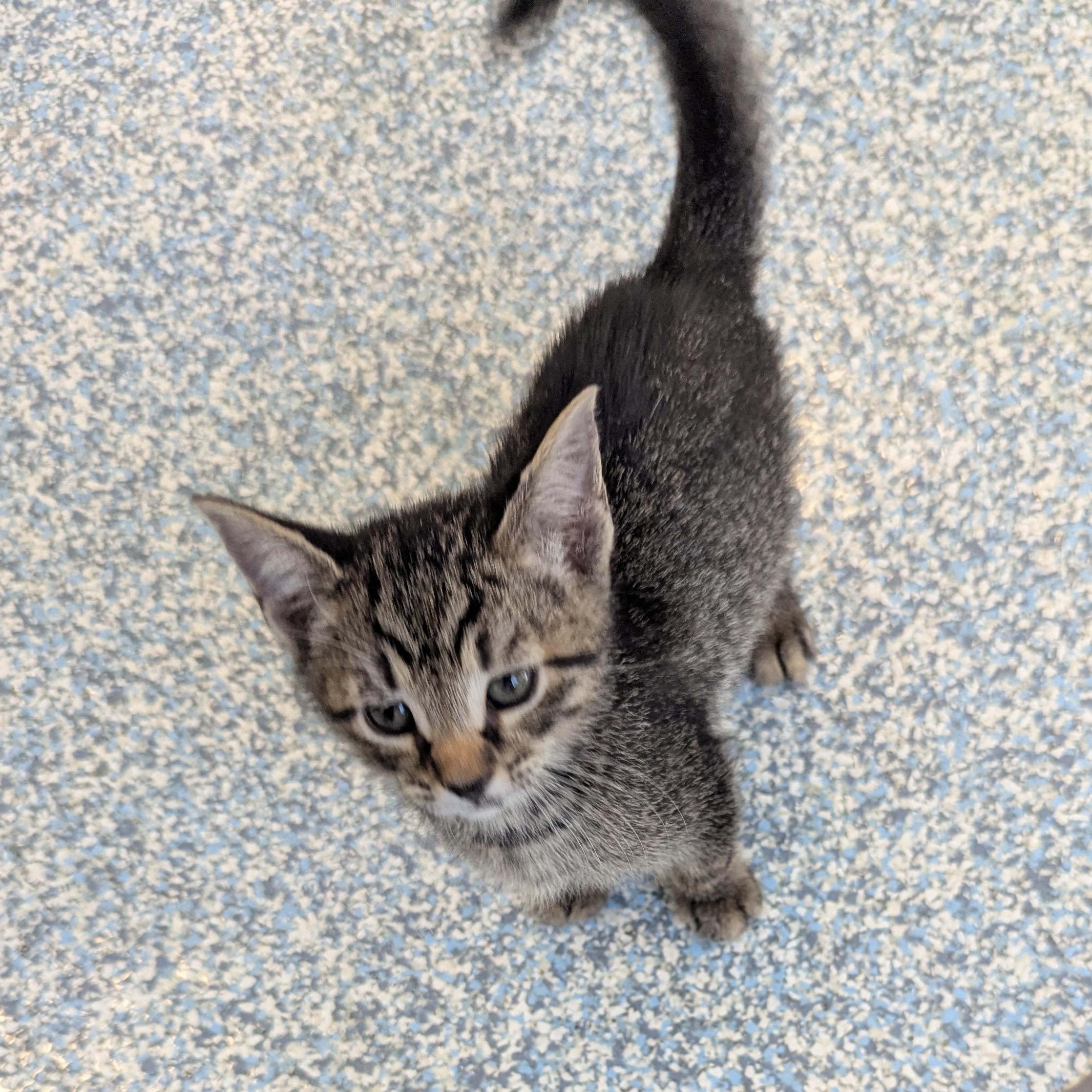 Bronze, an adoptable Domestic Short Hair in Stafford, VA image 4/4