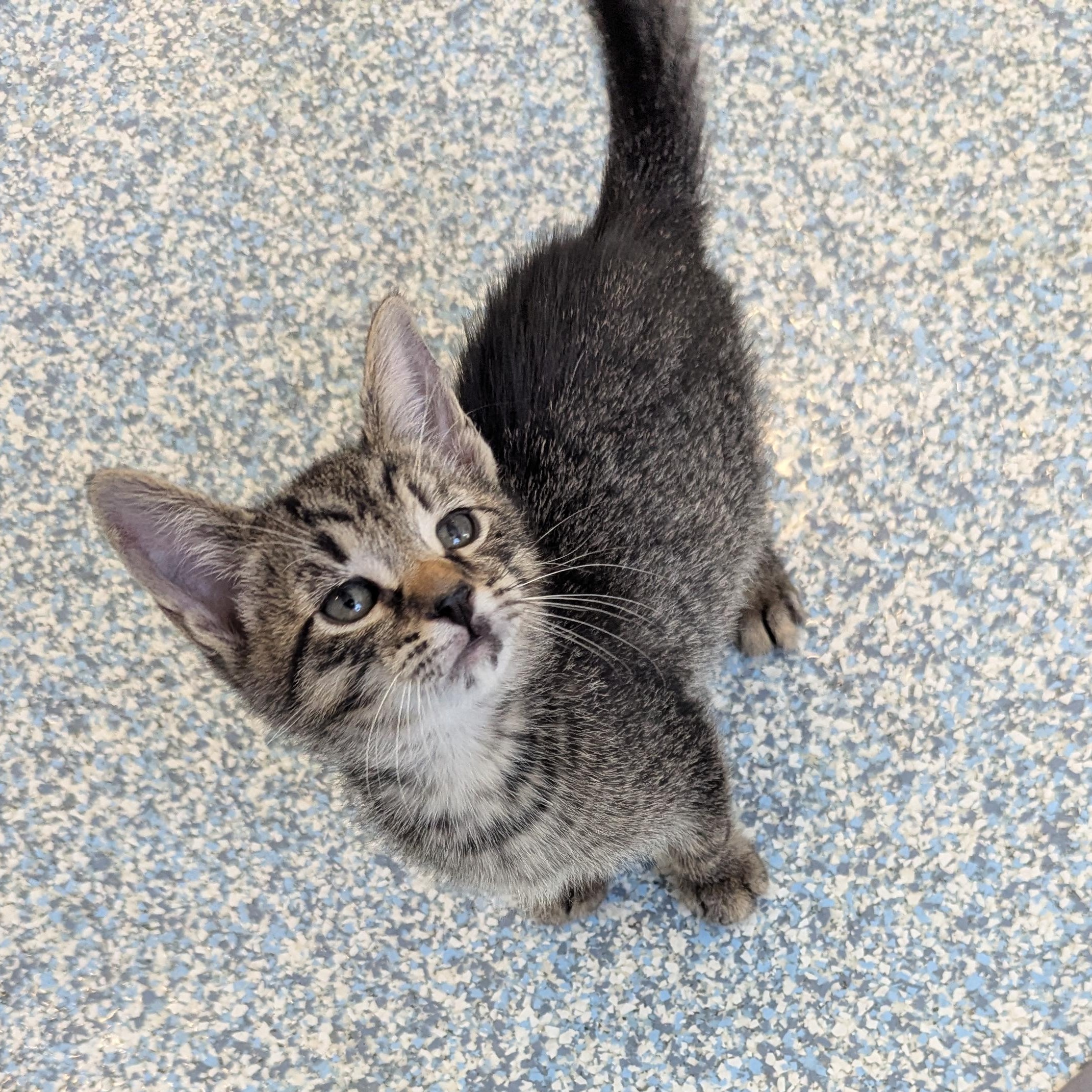 Bronze, an adoptable Domestic Short Hair in Stafford, VA image 1/4