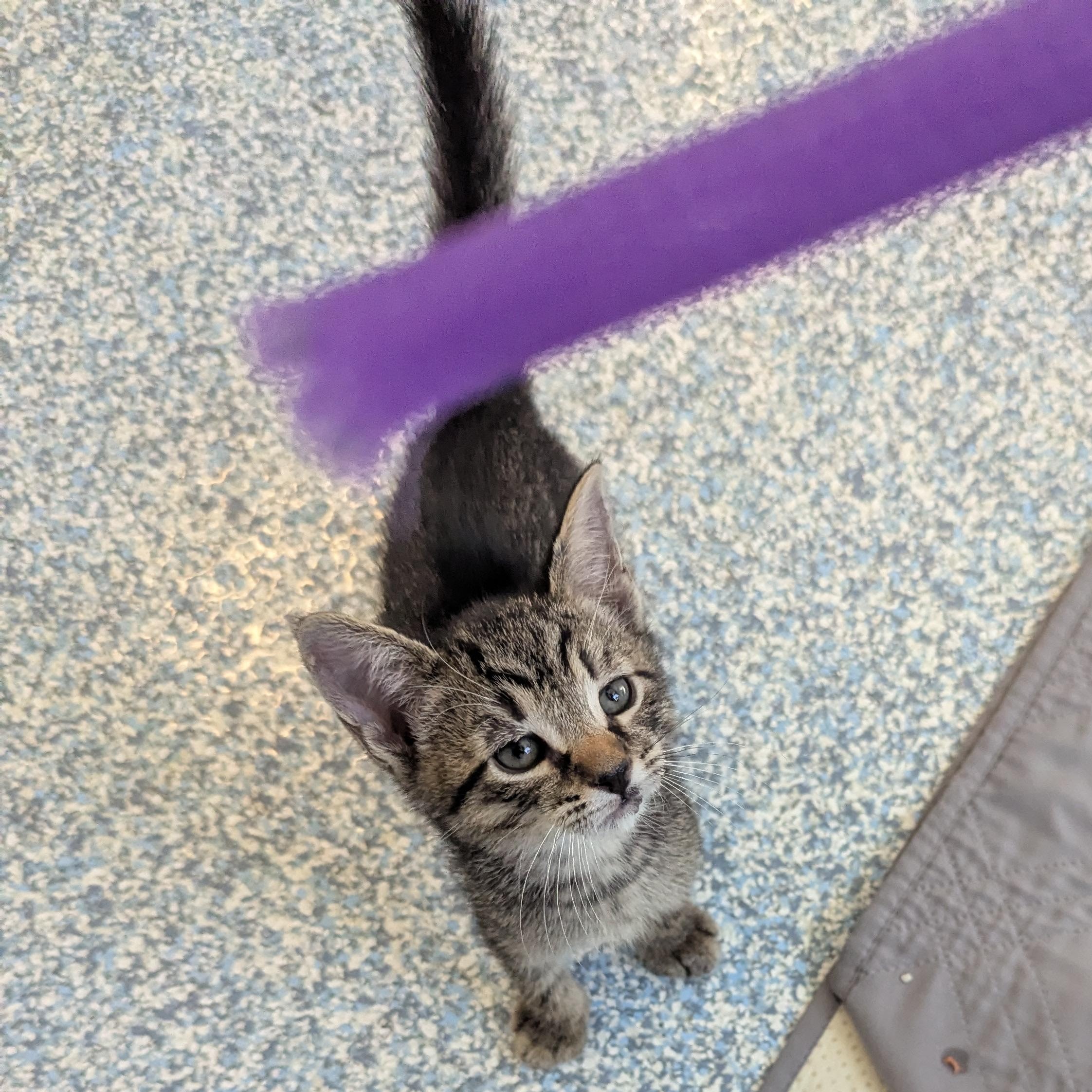 Bronze, an adoptable Domestic Short Hair in Stafford, VA image 3/4