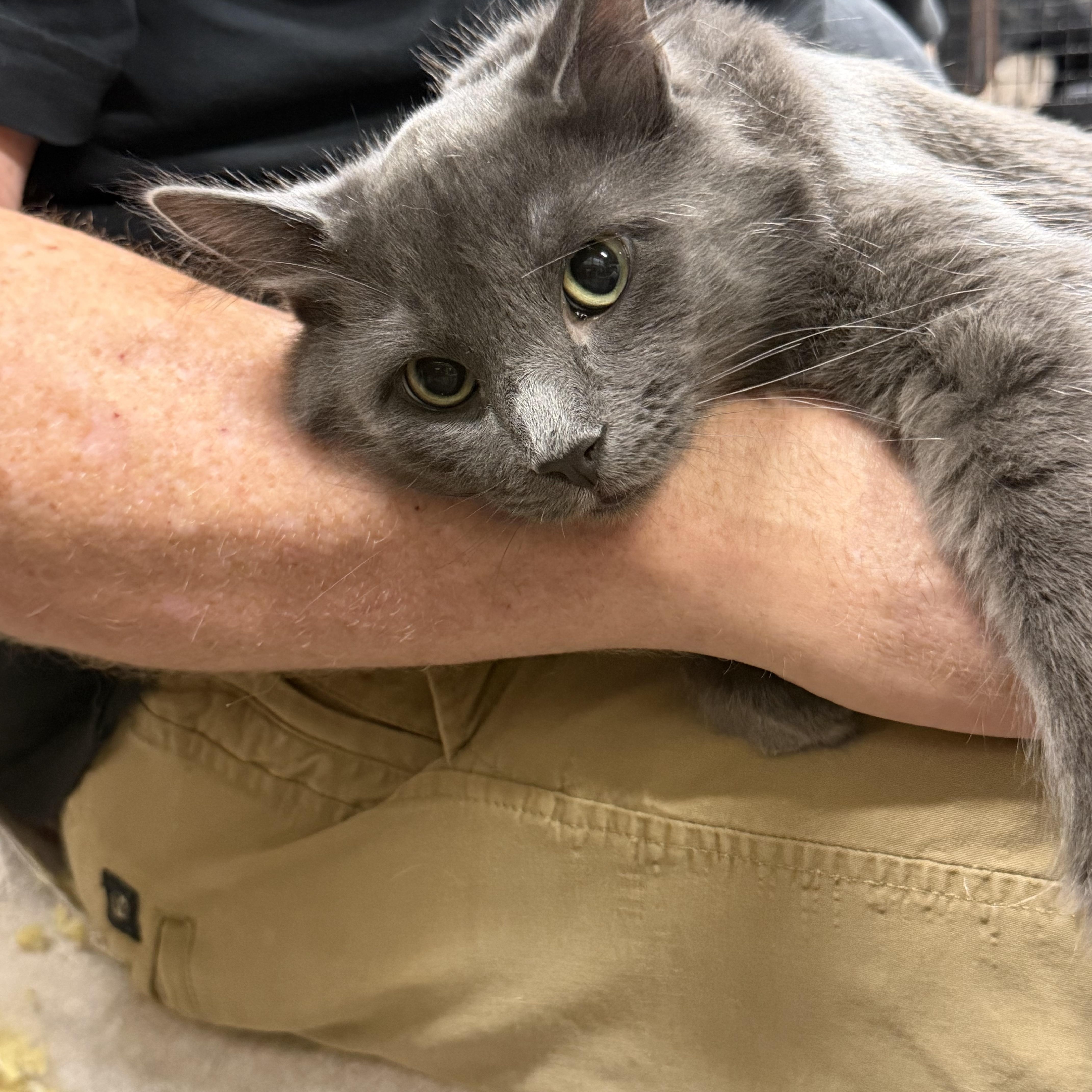 Blue, Adoptable, Young Male Domestic Short Hair & Russian Blue.